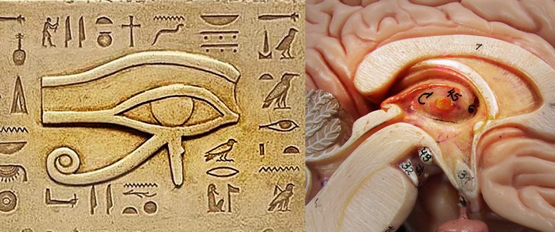 L'oeil d'Horus évoque étrangement celui de la glande pinéale